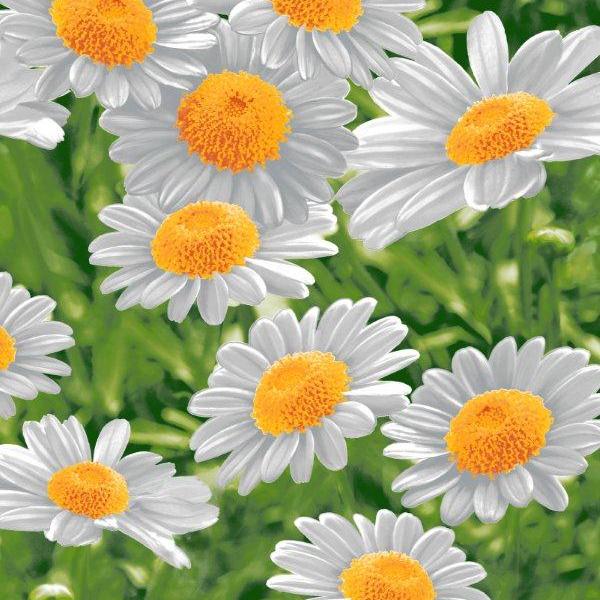 Полотно вафельное 50 см наб 5235-1 Ромашка