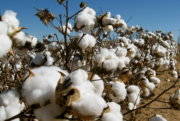 Технология производства ситца