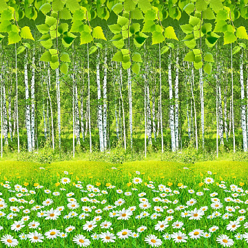 Бязь наб 220 см Премиум 6344-1 Березовая роща