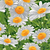 Полотно вафельное 50 см наб 5235-1 Ромашка